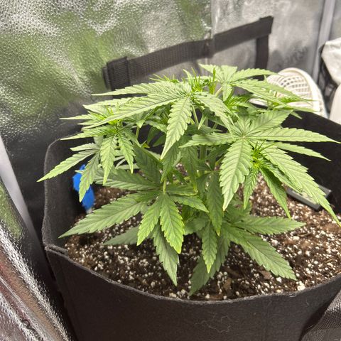 Orion F1 Hybrid growlog photo: Temp 78.6
RH 63%