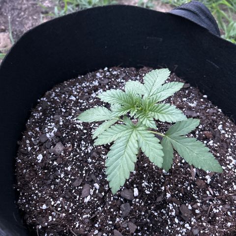 Medusa growlog timeline photo