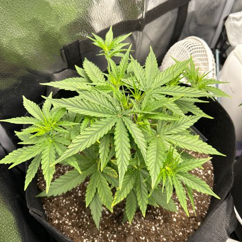 Orion F1 Hybrid growlog photo: Temp 79.7
RH 48%