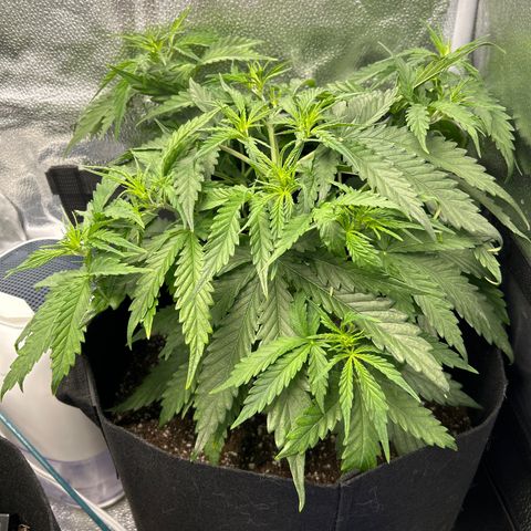 Northern Light growlog photo: Temp 79.7
RH 48%