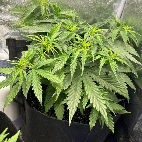 Northern Light growlog photo: Temp 77.0
RH 63%