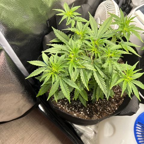 Orion F1 Hybrid growlog photo: Temp 77.0
RH 63%