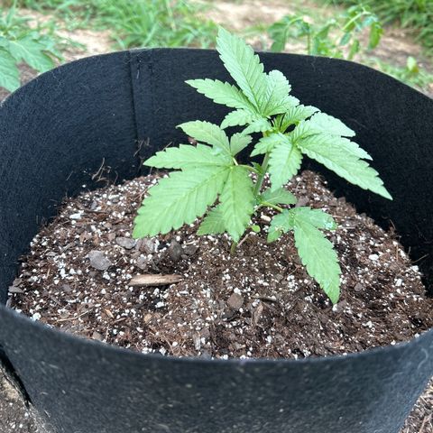 Medusa growlog timeline photo