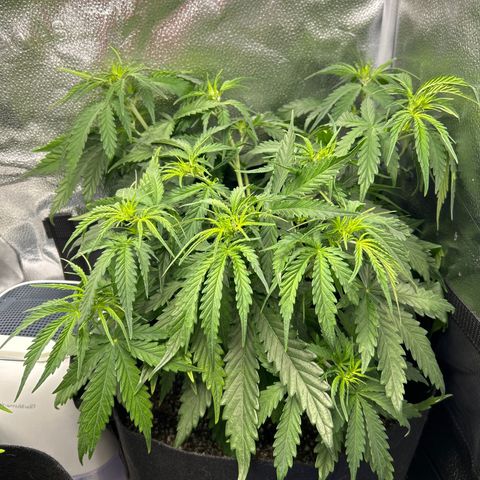 Northern Light growlog photo: Temp 76.8
RH 57%