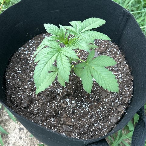 Medusa growlog timeline photo