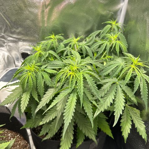 Northern Light growlog photo: Temp 74.3
RH 61%