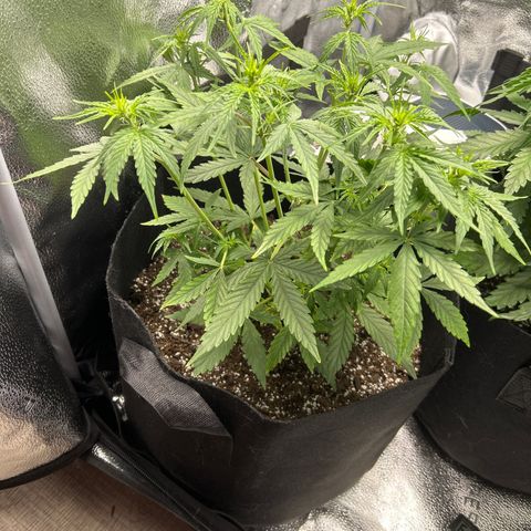Orion F1 Hybrid growlog photo: Temp 74.3
RH 60%