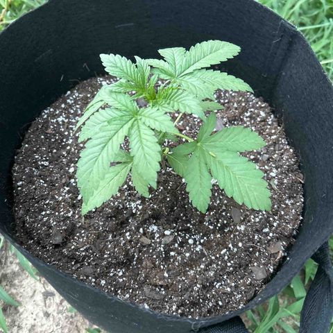 Medusa growlog timeline photo