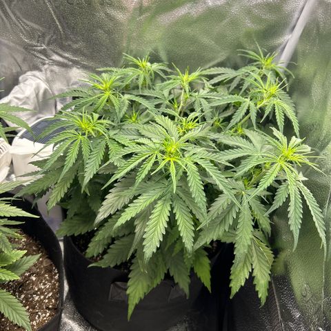 Northern Light growlog photo: Temp 76.6
RH 56%