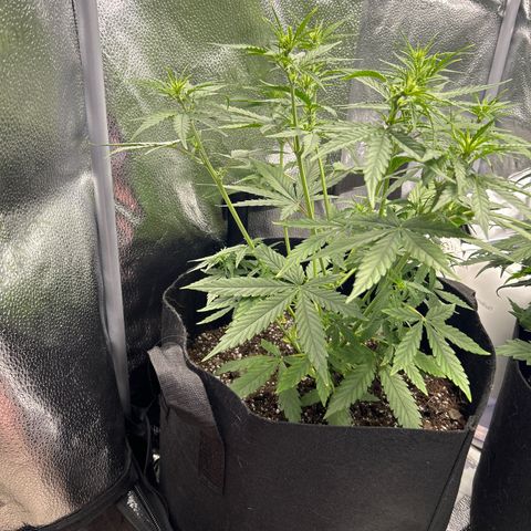 Orion F1 Hybrid growlog photo: Temp 76.6
RH 56%