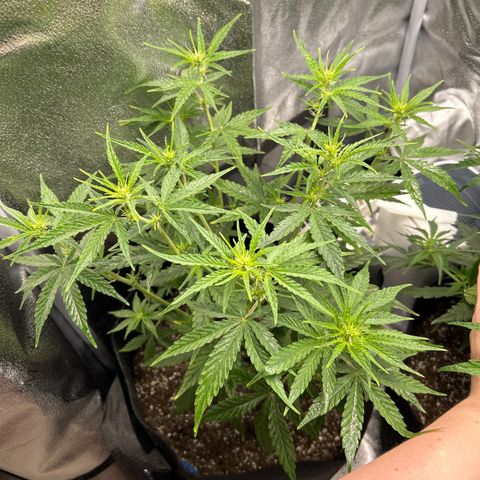 Orion F1 Hybrid growlog photo: Temp 75.9
RH 68%