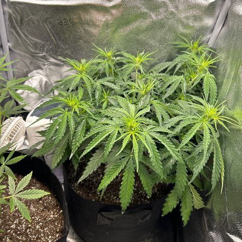Northern Light growlog photo: Temp 75.5
RH 69%