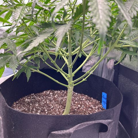 Northern Light growlog photo: Temp 75.5
RH 69%