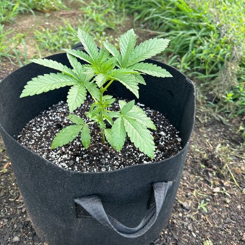 Medusa growlog timeline photo