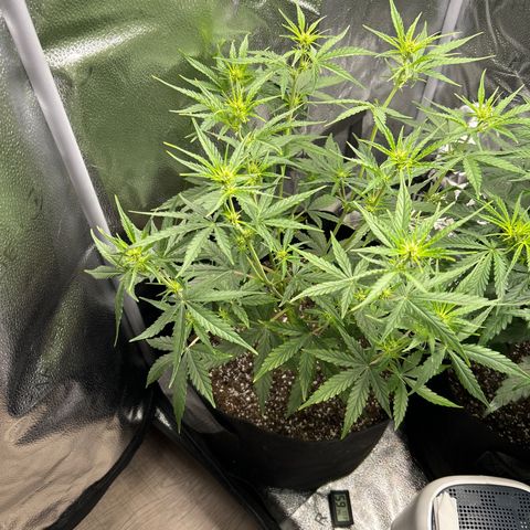 Orion F1 Hybrid growlog photo: Temp 77.7
RH 58%