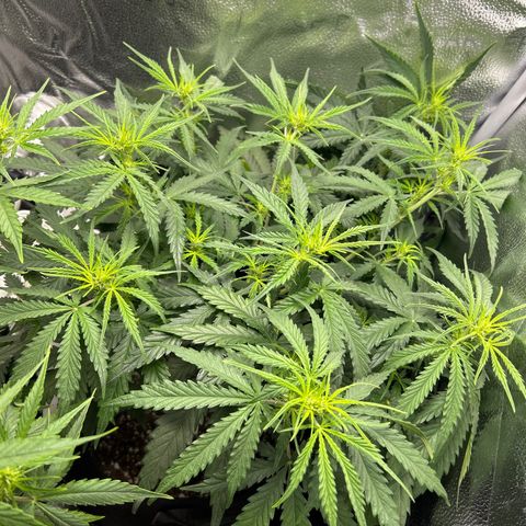 Northern Light growlog photo: Temp 77.7
RH 57%