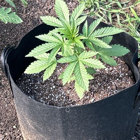 Medusa growlog timeline photo
