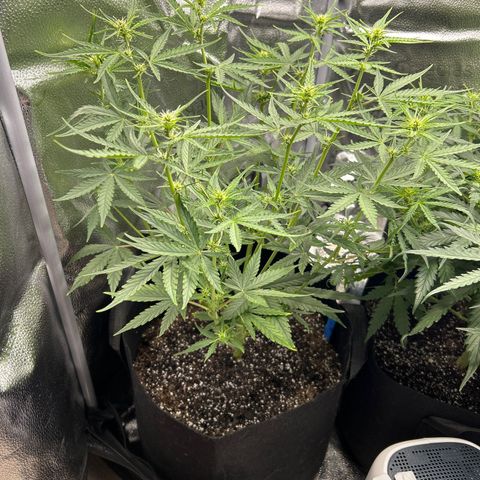 Orion F1 Hybrid growlog photo: Temp 75.9
RH 59%
