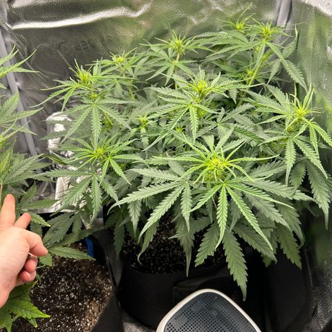 Northern Light growlog photo: Temp 75.5
RH 59%