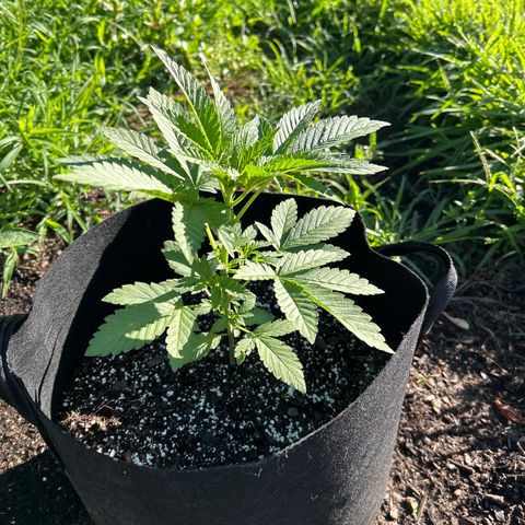 Medusa growlog timeline photo