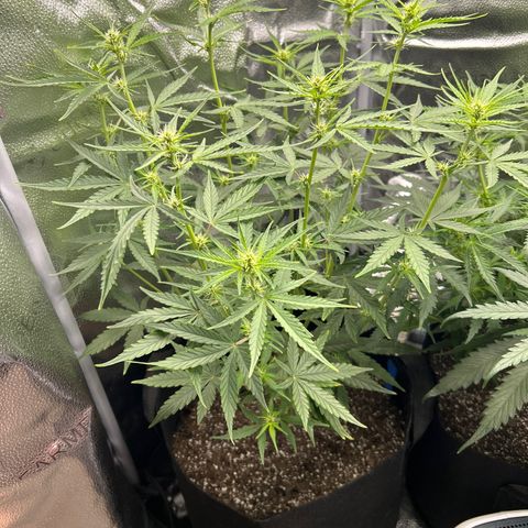 Orion F1 Hybrid growlog photo: Temp 77.0
RH 55%
