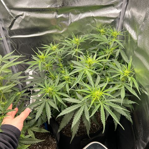 Northern Light growlog photo: Temp 77.0
RH 55%