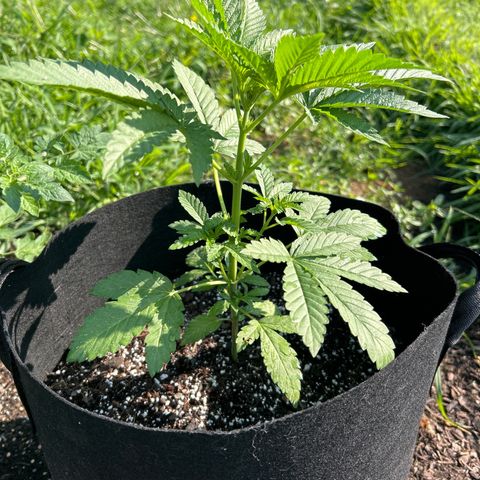Medusa growlog timeline photo