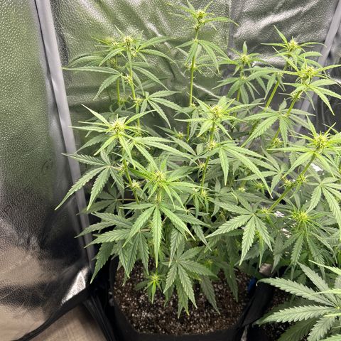 Orion F1 Hybrid growlog photo: Temp 74.6
RH 55%