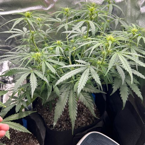 Northern Light growlog photo: Temp 74.6
RH 55%