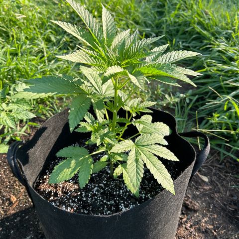 Medusa growlog timeline photo