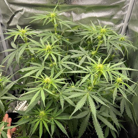 Northern Light growlog photo: Temp 73.5
RH 56%