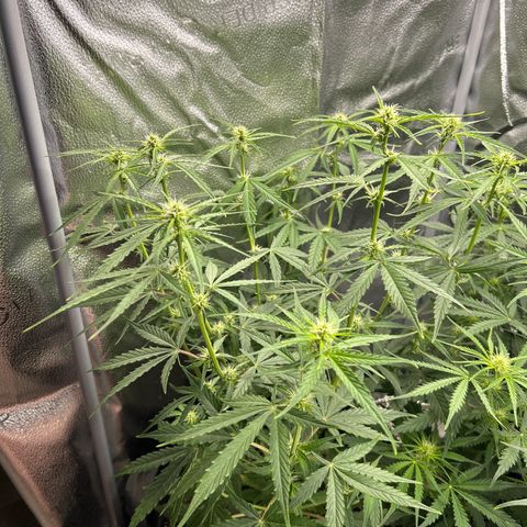 Orion F1 Hybrid growlog photo: Temp 73.5
RH 56%