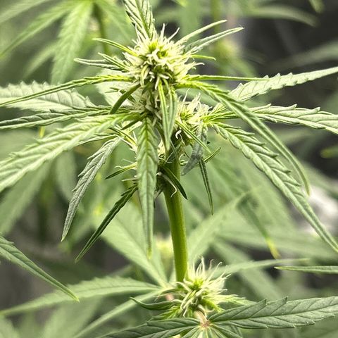 Orion F1 Hybrid growlog photo: Temp 73.5
RH 56%