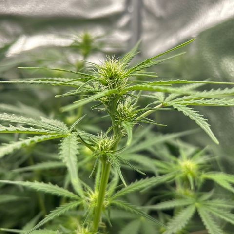 Northern Light growlog timeline photo