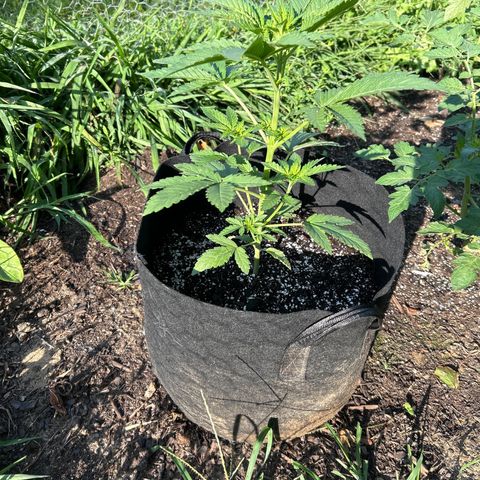 Medusa growlog timeline photo