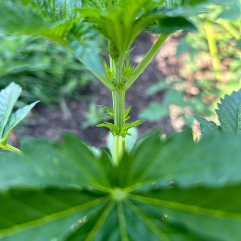 Medusa growlog timeline photo