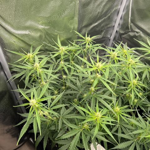 Orion F1 Hybrid growlog photo: Temp 74.4
RH 57%
