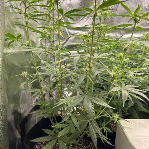Orion F1 Hybrid growlog photo: Temp 74.4
RH 57%