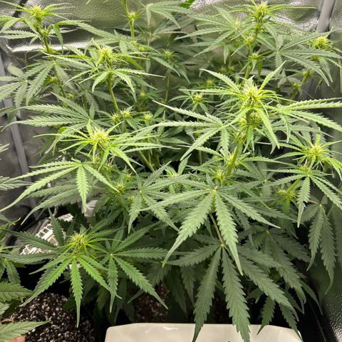 Northern Light growlog photo: Temp 74.4
RH 57%