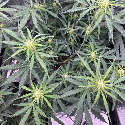 Northern Light growlog photo: Temp 74.4
RH 57%