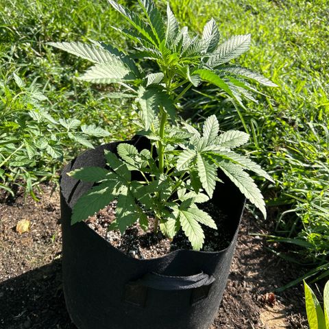Medusa growlog timeline photo