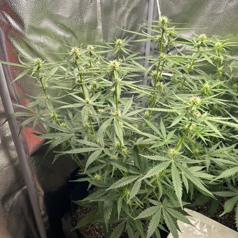 Orion F1 Hybrid growlog photo: Temp 76.7
RH 50%