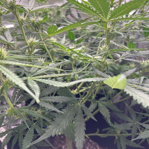 Northern Light growlog photo: Temp 76.4
RH 50%