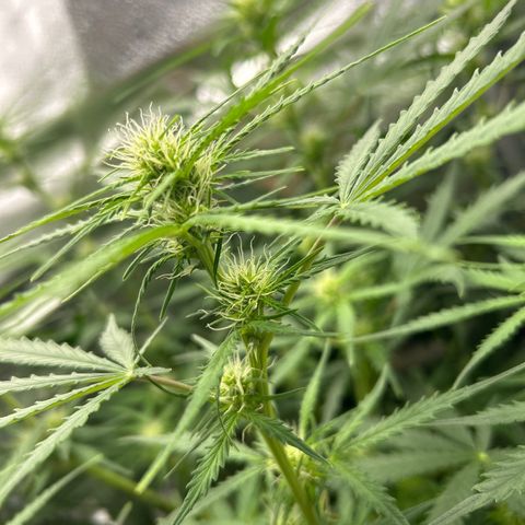 Northern Light growlog photo: Temp 76.4
RH 50%