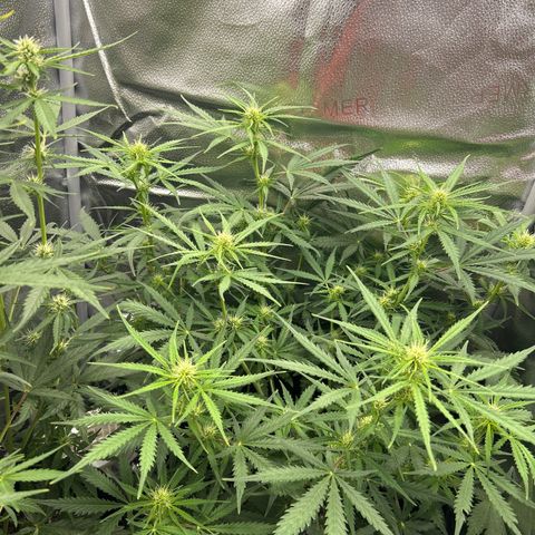 Northern Light growlog photo: Temp 76.4
RH 50%