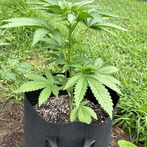 Medusa growlog timeline photo