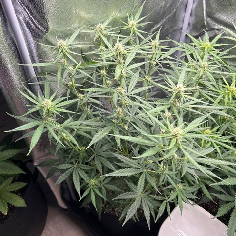 Orion F1 Hybrid growlog photo: Temp 76.8
RH 54%