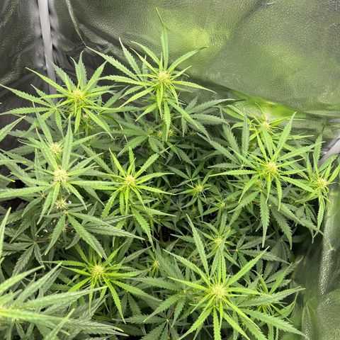 Northern Light growlog photo: Temp 76.8
RH 54%