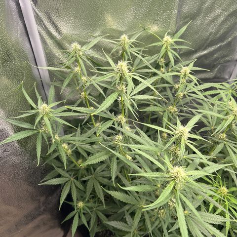Orion F1 Hybrid growlog photo: Temp 74.4
RH 52%