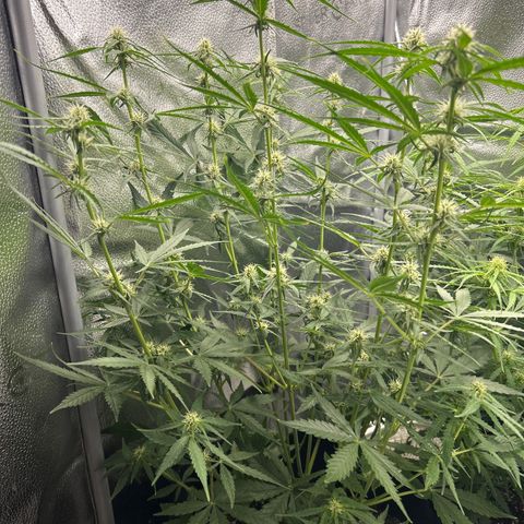 Orion F1 Hybrid growlog photo: Temp 74.4
RH 52%